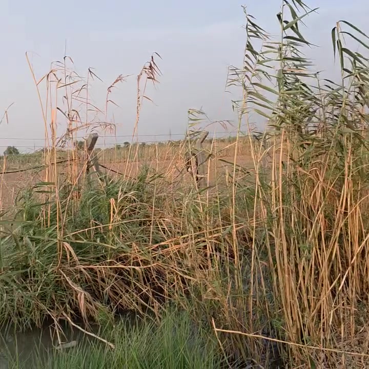 زملةحمدي • ٢٠٠٠م • طابو سند ٢٥