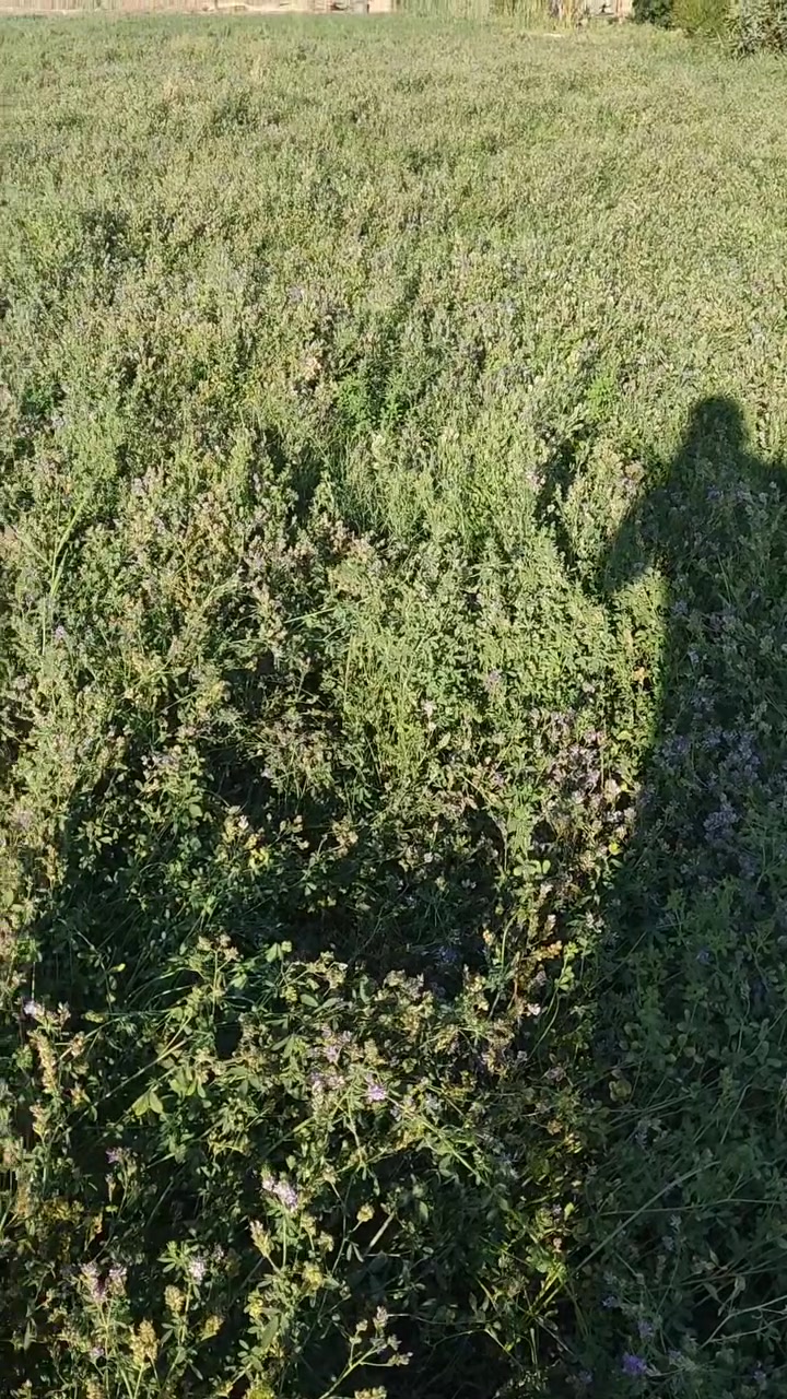 السلام عليكم يوجد بزر جت عراقي من الزرع مالي بزارت السنه عندي 25 كيلو ***********..***********
