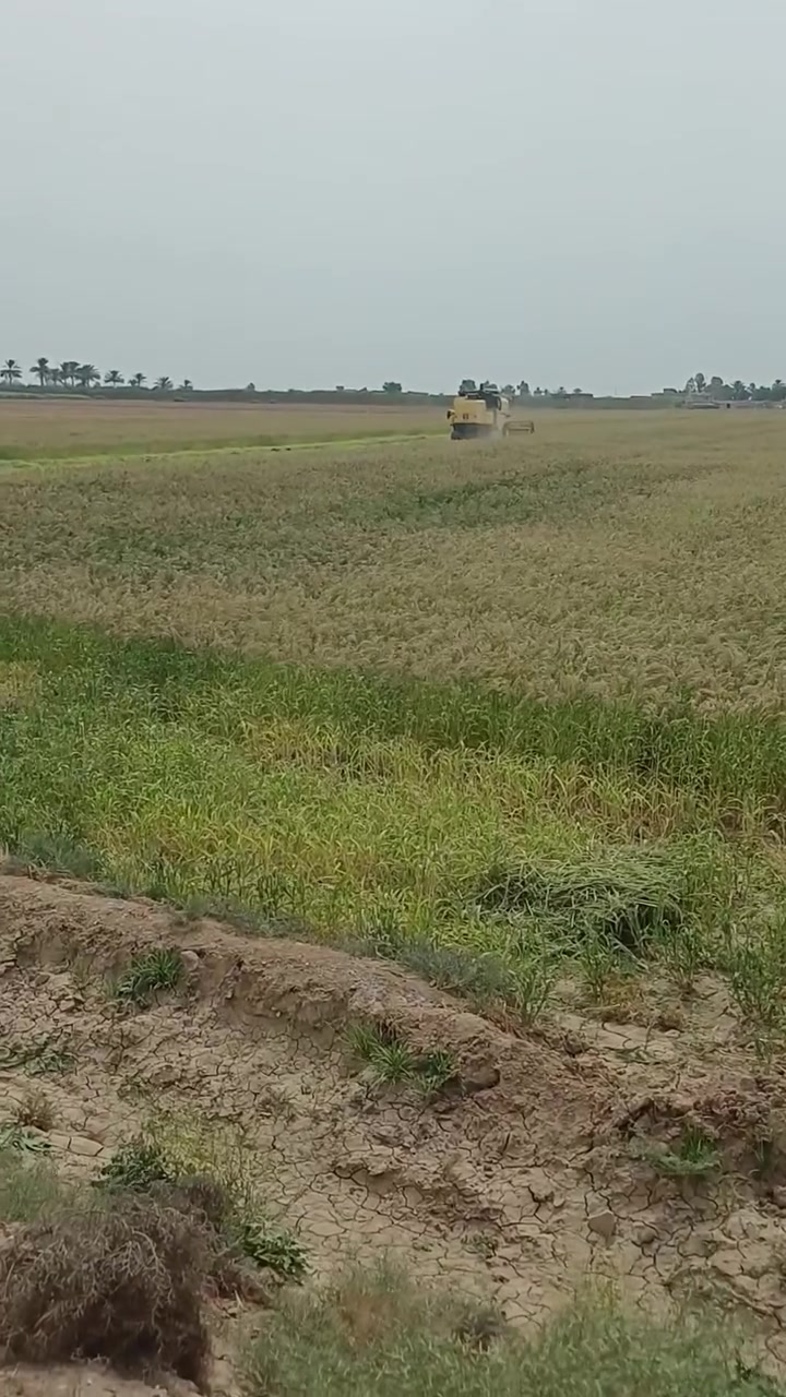 دخن • بذور روسي • درجة أولى