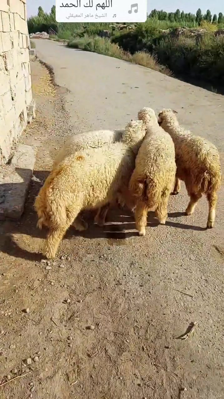 طليان فحله ٤ شگه طويله حلوات 
المكان جلوالاء شخبابا قريه ام الحنطه رقم الهاتف 
***********
