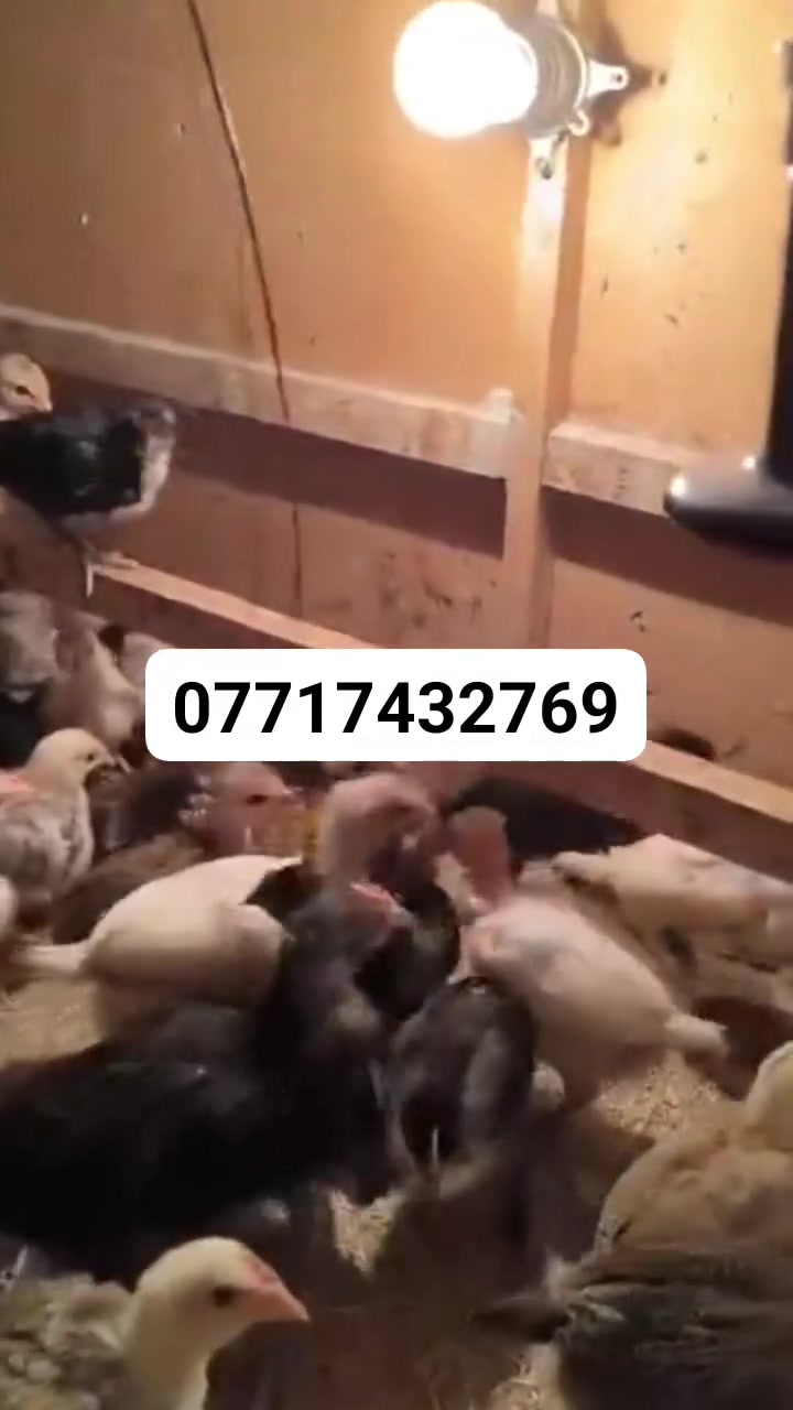 افراخ عرب • ملقحات • شهربان المحكمه الجديده