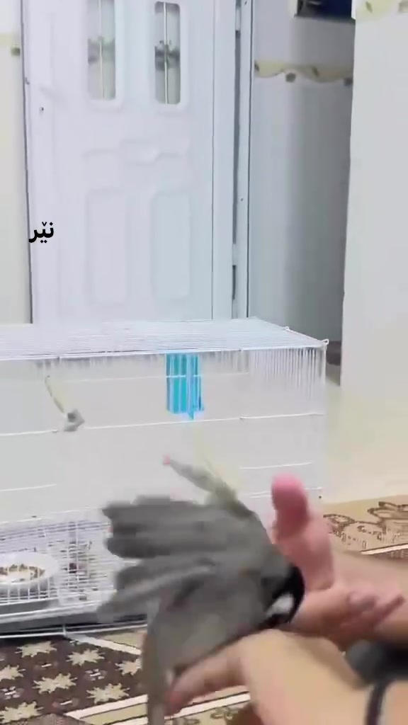 ئەم جوتە بولبولە بۆ فرۆشتن فول ماڵین حەجم گەورە نێرەکە زۆرتایبەتە دەزبازە چەند دەنگێکی جیاواز دەخوێنێ مێکەش فولە موشتەری  چات کە   ***********
