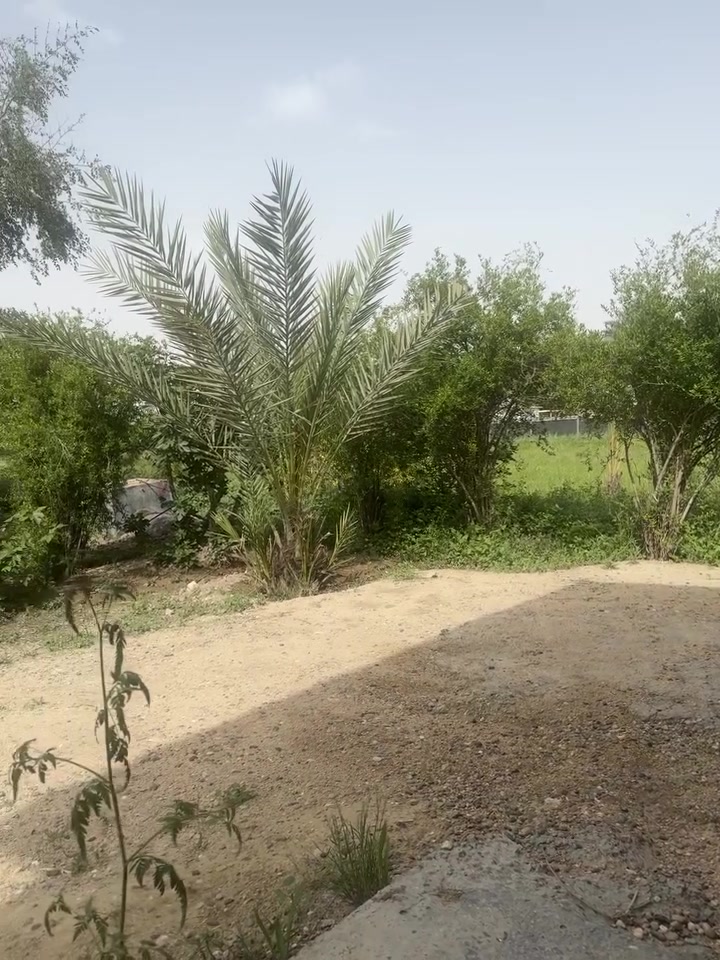 السلام عليكم ورحمه الله وبركاته
للبيع دونمين طابوا زراعي عقد 25 مفوضه بالطابوا  سند باسمي وجهه 60 نزال 86 ونص على طابوا ابي غريب بيه بيت  مسلح وماء وكهرباء وطنيه وخط مولد وزرع  نخل ورمان وتين وعنب وخير من الله ومسيجه  وموقعها ابي غريب خلف المستشفى ابي غريب العام قرب المطار موقعها كلش حلو وعلى شارع تبليط والمنطقه كلش حلوه وهادئه بيها مزارع وترهم استثمار او سكن  تنباع دونم او دونمين سوه وسعره مناسب للاستفسار. 

***********
