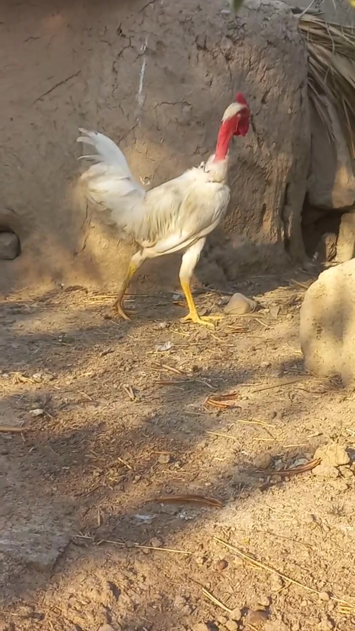 ديج • مراوس • دجاجة بياضه