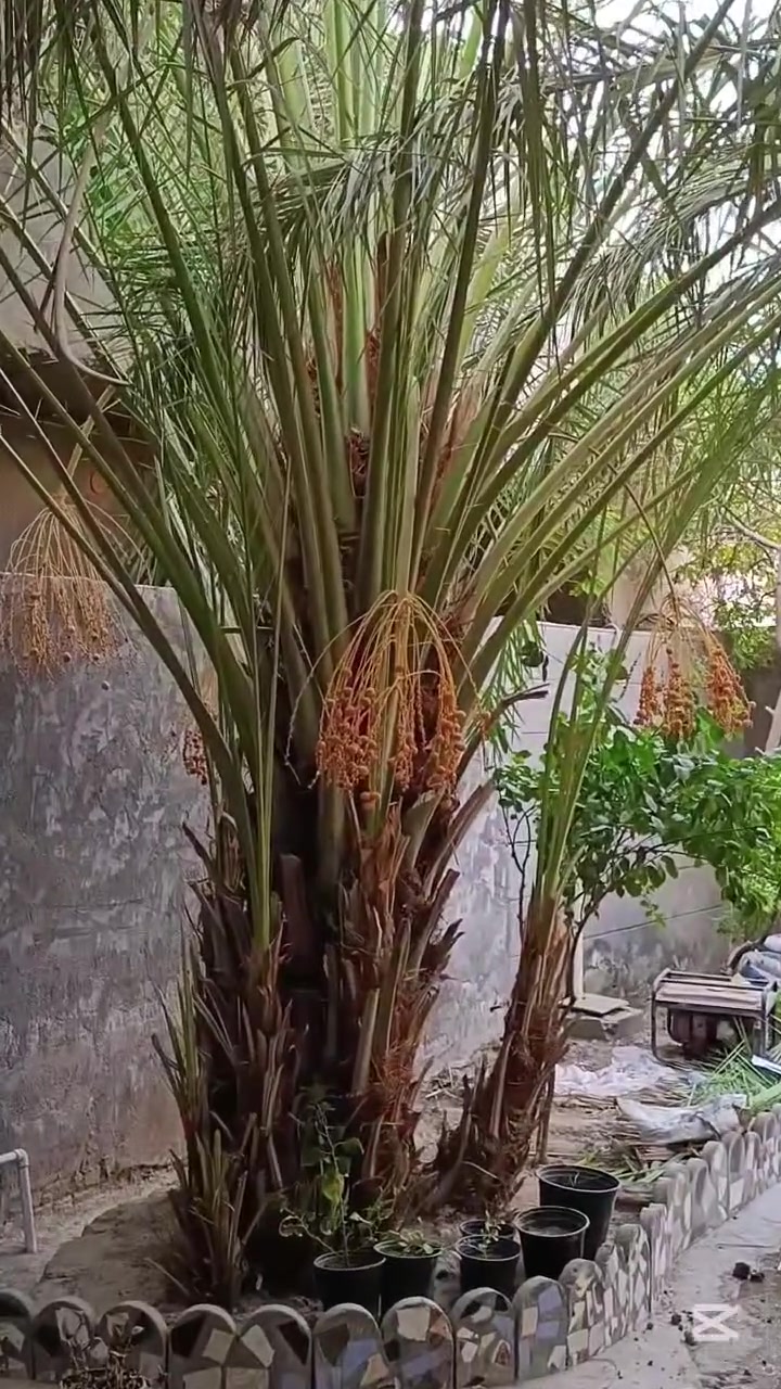 ألسلام عليكم 
متوفر فسائل برحي حر وليس نسيجي ألعدد محدود اي شخص يريد يجي يشوف الامهات مثل ماموجود بالفديو وياكل منهن ويشلع والسعر مناسب وتدللون 🌷‏‪مكاني حلة حي الجزائر مقابل مستشفى مرجان
‏‪***********‬‏
