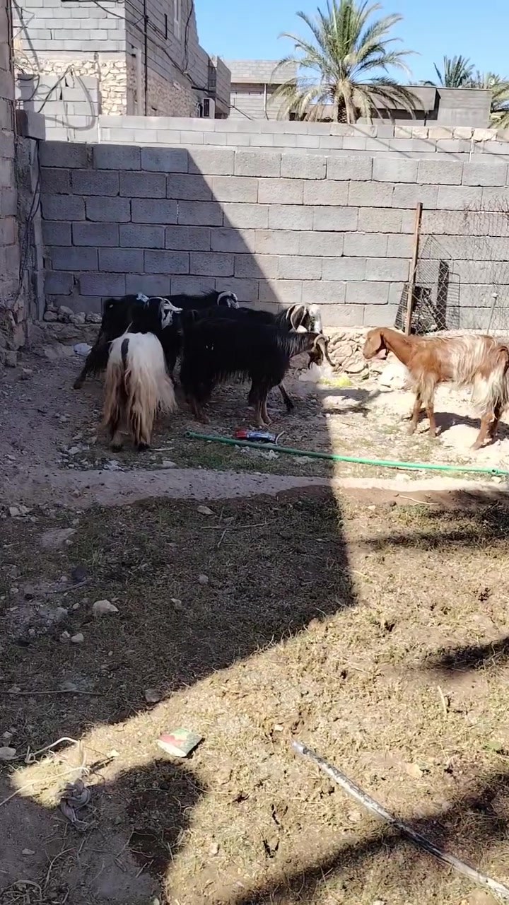 متاح 7 معزه بيهن اول وبيهن ثاني وثالث ناصحات ومحنيات عل حض راعيهن وعل كل عيب الزوج 475 وبيها مجال المكان الانبار حديثه الاتصال عل الارقام ***********
***********
