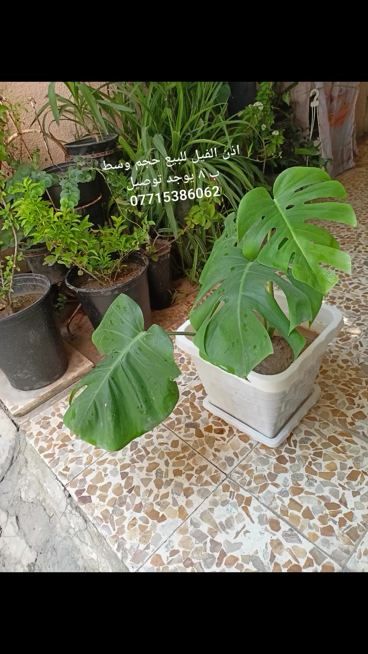الموصل • ديكور • حدائق