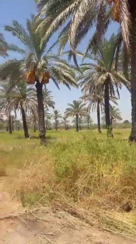 🌴🔥 فرصة استثمارية مميزة للبيع في الصويرة 🔥🌴

📍 الموقع: الصويرة – الرحمانيه قرب شارع المطار

وجه الارظ 158 متر 
🏡 المساحة: 10 دونم
📜 حق تصرف – سند 25
📐 مربعة گونية
🌊 قريبة جداً من النهر

🌴 مواصفات ومميزات الأرض:
✅ تحتوي على 100 نخلة
💧 متوفر ماء سقي مع ماطور ماء 7.5 حصان
🚰 متوفر ماء إسالة
⚡ متوفر كهرباء
🏫 مدارس قريبة
🛣️ تبعد عن الشارع المبلط حوالي 300 متر
🌱 أرض مناسبة للزراعة والاستثمار وإنشاء بستان ومكان للاستجمام

⭐ موقع هادئ ومميز، قريب من النهر والخدمات، ويجمع بين الاستثمار الزراعي والراحة والطبيعة.

🔥 10 دونم بمواصفات ممتازة وفرصة تستحق الاهتمام!

📞 للاستفسار والتواصل: [رقم الهاتف]
***********

