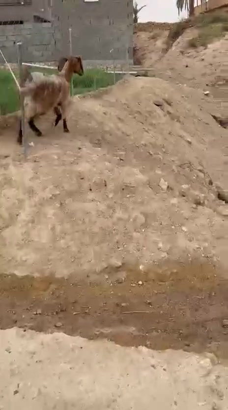 بطن حانيه • شهرين • حديثه الحقلانيه
