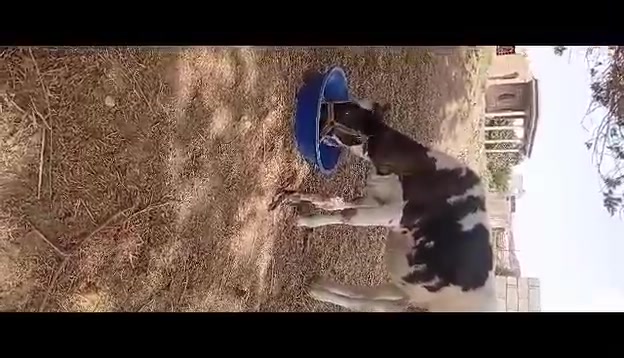 رقم للبيع • رقم راعية • خاص