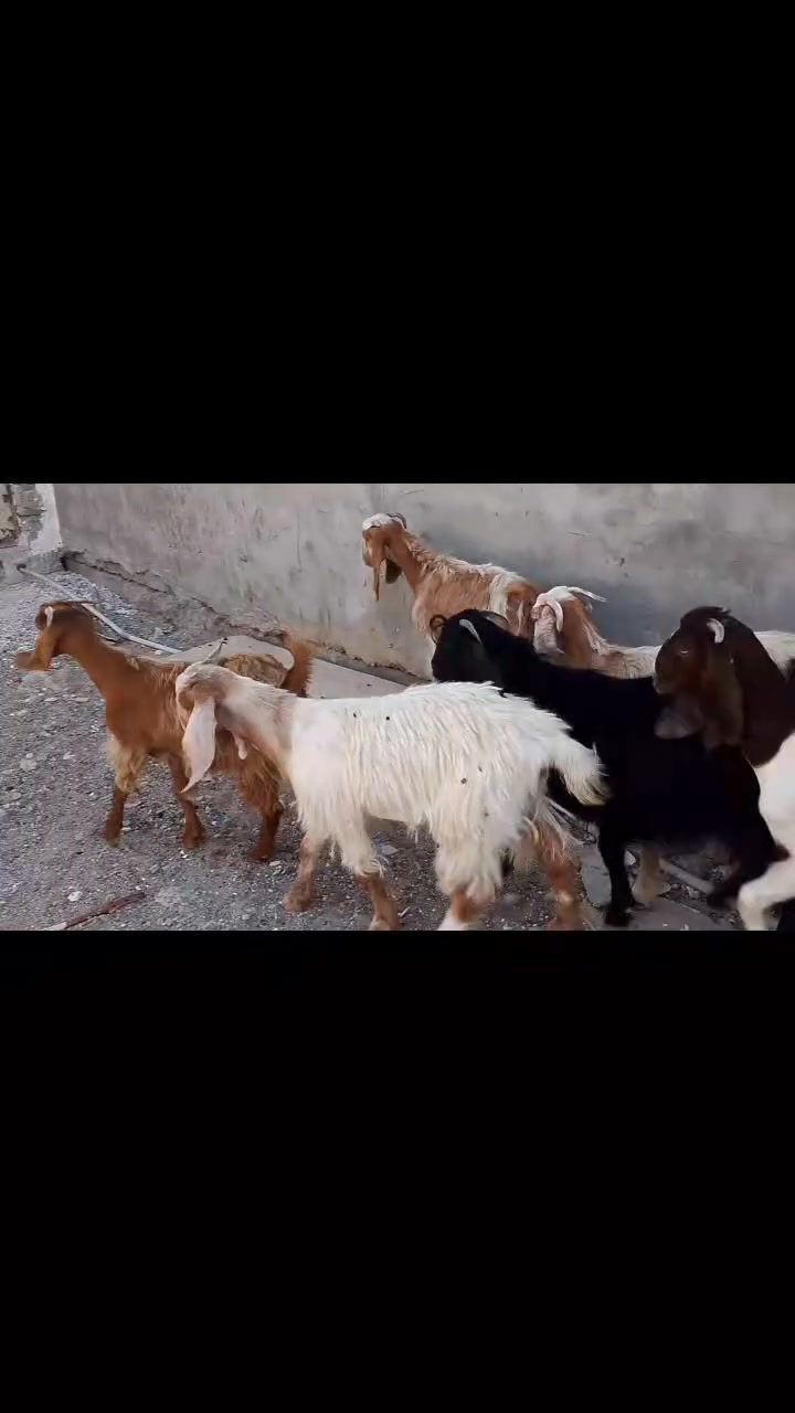 للبيع نثايه كله خشن جني. عدد 6.     
🫥***********
