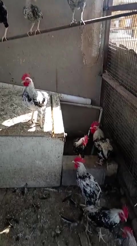 ديوجه دندراوي • ١٨ طير • مجموعة فقط
