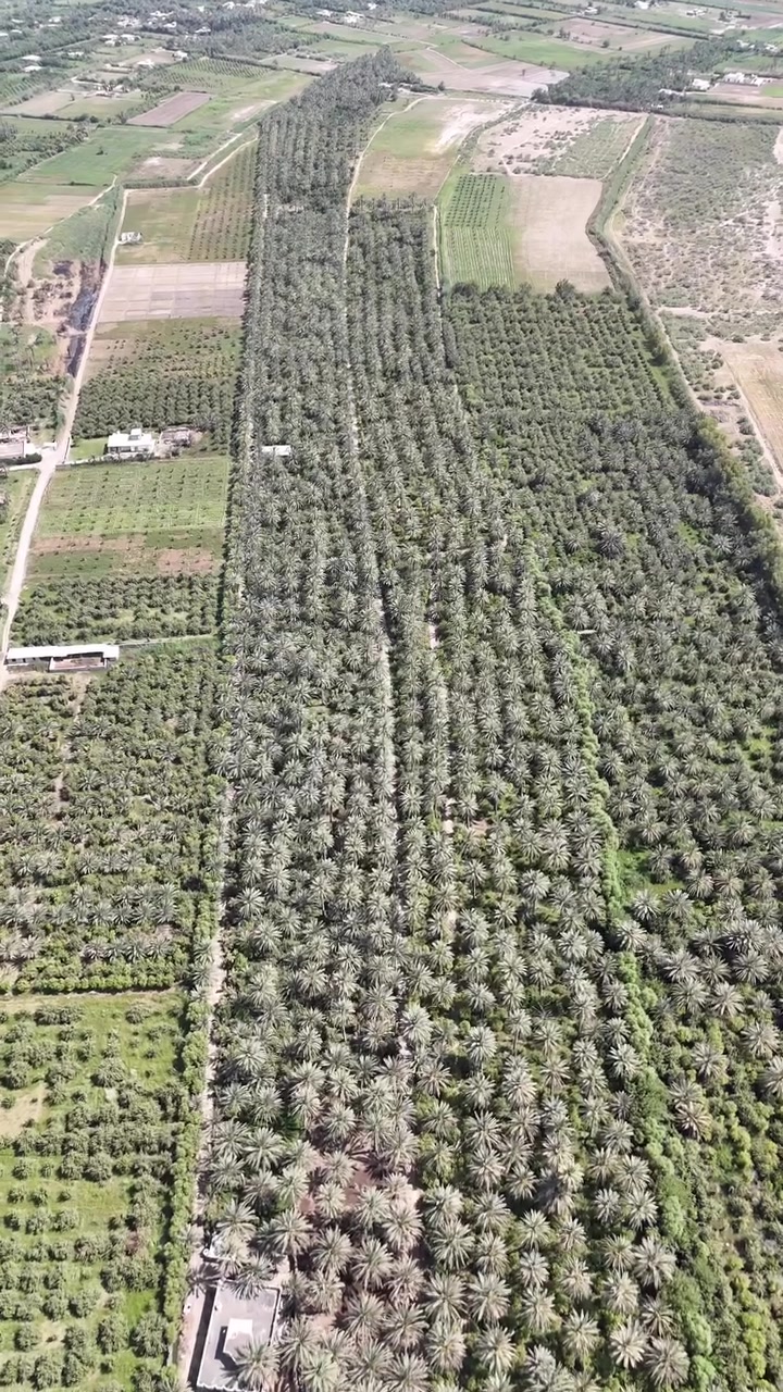 بستان 37 دونم للتضمين *********** واسط العزيزية
