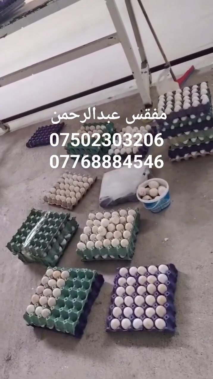 عراب المفاقس 👌☺️ 
افقس طبقة بيض دجاج ٥ الاف
ارخص سعر بالعراق
أحدث الأجهزة في العراق
العنوان الموصل كوكجلي مقابيل بانزيخانة الهاشمي

مفقس عبدالرحمن
ماشاءالله 

 ***********
***********
 ☺️☺️☺️
