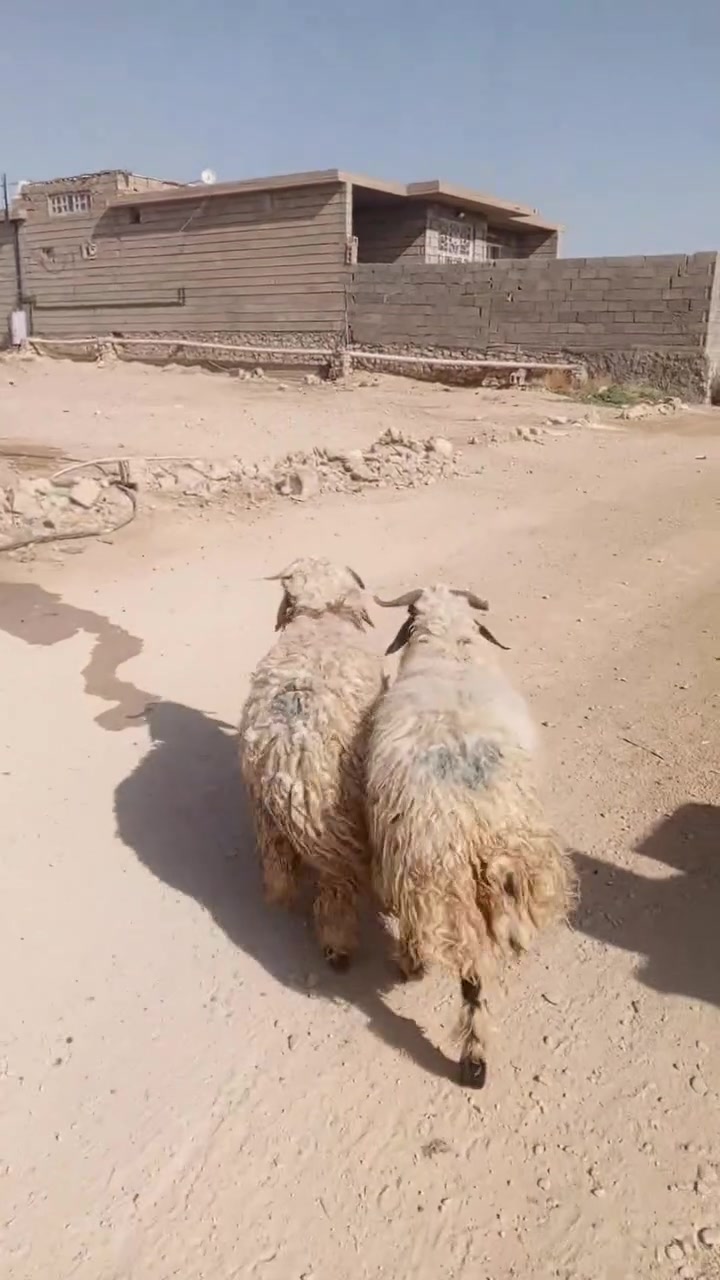 طليان • درجه اولى • رقمي