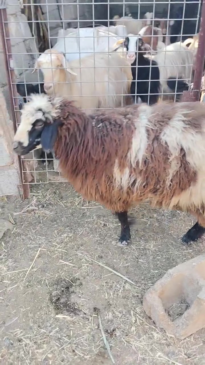 السلام عليكم للبيع ورجينه بعدهي مابدله ولا سن ضهرهاا صبه سمينه خير من الله قافله لحم ترهم جني وترهم كصابه او نذر مكاني منشأة نصر زمله حمدي قرب معرض خالد الافي 
وهاذه رقمي بي وتساب ***********
