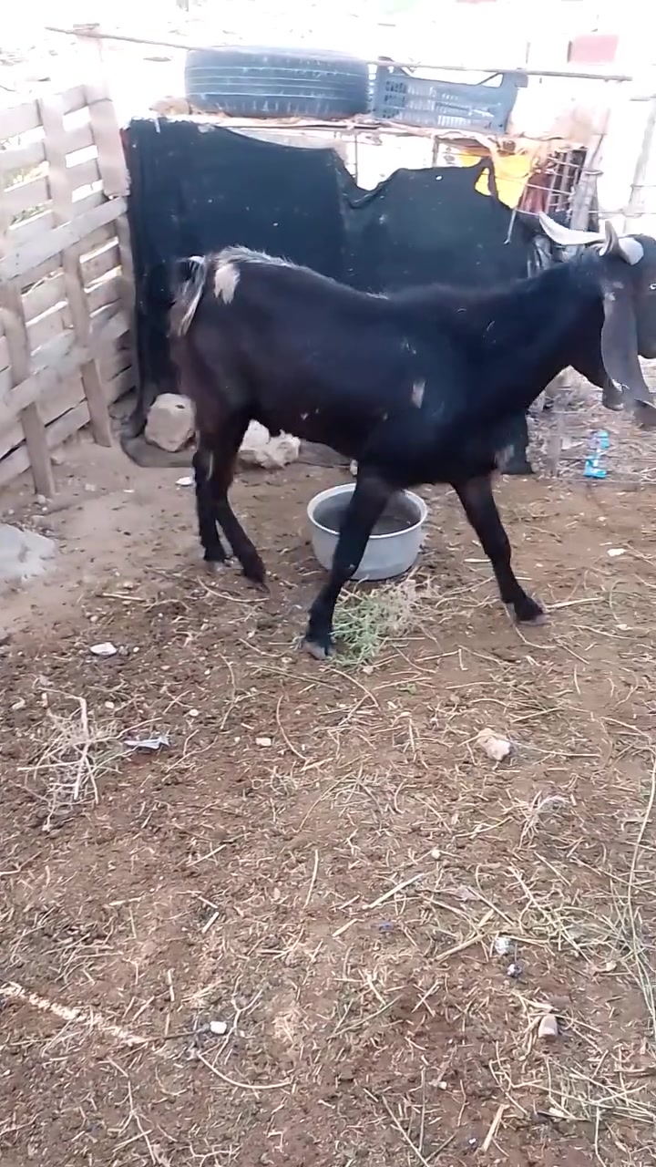 جدي • ٤ سنين • الانبار حديثه