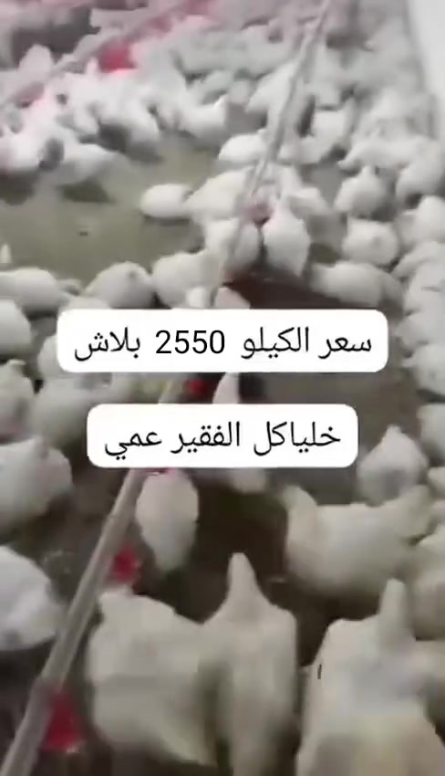 تاريخ 6/9 اليوم الاحد
سعر الكيلو 2550/2550 خلياكل الفقير  عنوان المحل سدة الهنديه حي البكر محلات بيت احمد مجهد ***********
 #اللهم #صلي  #على #محمد #وآل #محمد
