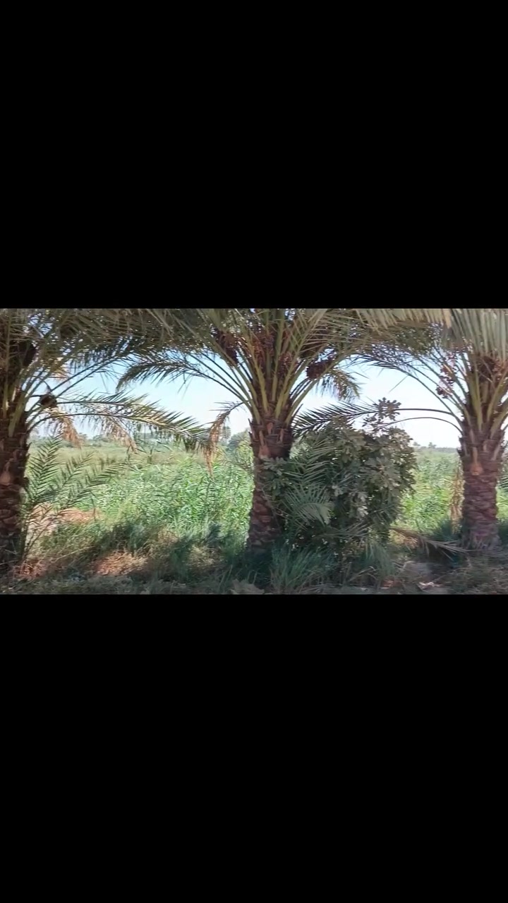 طويريج • ٦٥٠م • سند ٢٥
