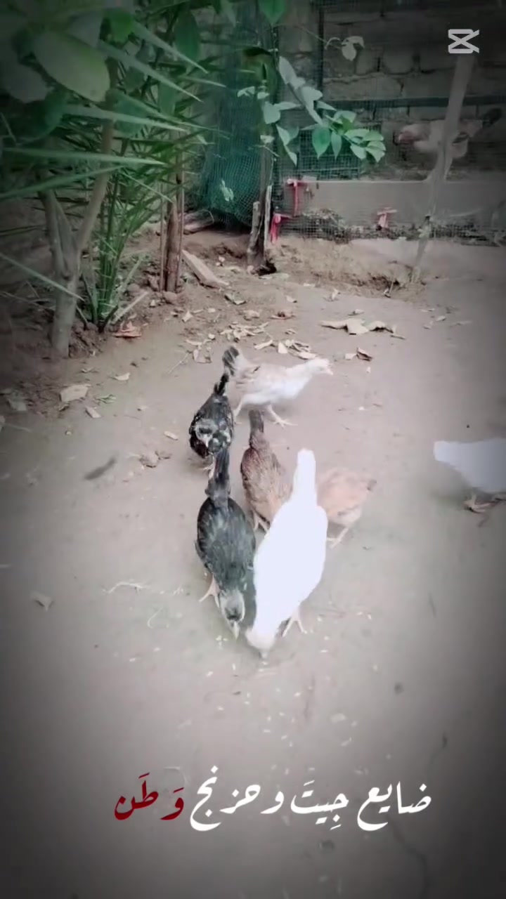للبيع • الحلة
