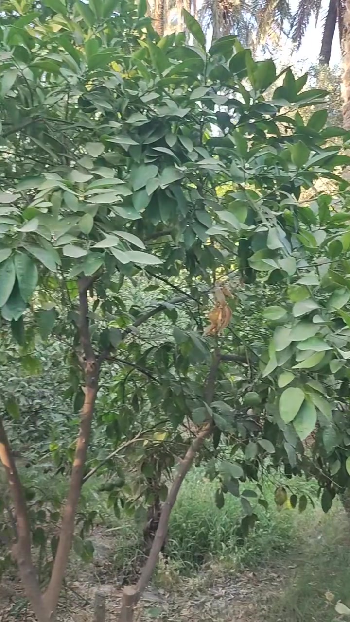 بستان مع دار • طابو زراعي • ١٥٠٠م