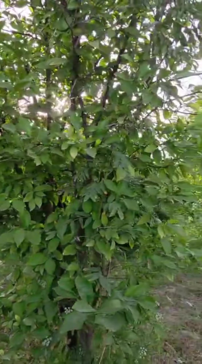 اللهم صل على محمد وال محمد 
🌿 بستان للبيع – فرصة مميزة

📍 العنوان واسط – قضاء العزيزية – برينج
🌴 مساحة دونمين بستان مفولة واحد ع واحد
تحتوي ع اكثر من 100 شجرة تفاح وأكثر من35 حمضيات ونخيل  عدة الوان
📜 طابو زراعي – سند 25  تحويل مباشر باسم المشتري
💧⚡ كافة الخدمات متوفرة
✨ فرصة مناسبة للاستثمار والسكن الزراعي

📩 للاستفسار الاتصال ع الارقام *********** أو *********** أو المراسلة واتساب حصراً
