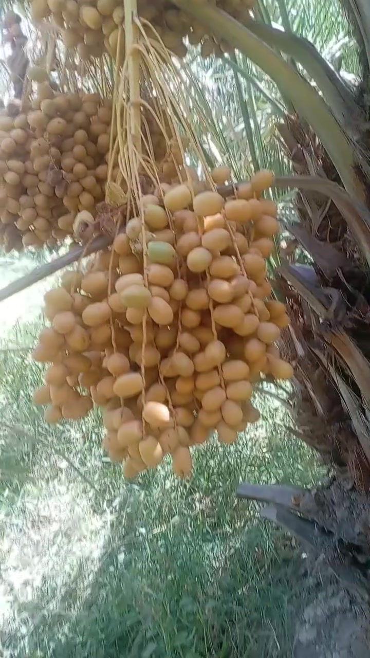 السلام عليكم ورحمة الله وبركاته
يتوفر فسائل مكتوم مجذر بالام وقلع
ويتوفر فسائل بلكات مجذر وقلع
ويتوفر فسائل شويثي اصفر
ويتوفر فسائل عمراني
ويتوفر فسائل سلطاني
ويتوفر فسائل شكر وخضراوي وزهدي وديري ب٤ مع القلع وبكميات كبيره
اليريد يجي خاص اويتصل ***********
ويتوفر توصيل لكافه محافظات العراق
ونتعهد بالصنف لحين الاثمار
ويتوفر وصل ضمان بالصنف
