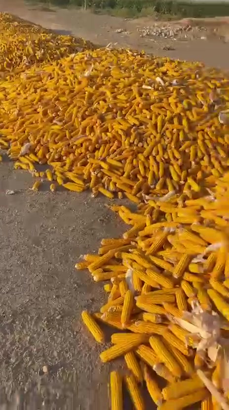 ذرة عرنوص • مجروشة • بابل الحصوه
