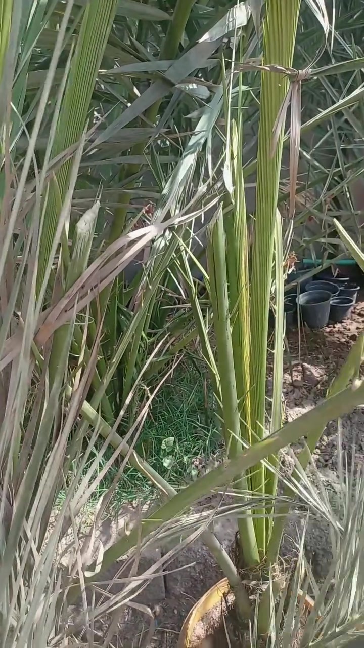 بريم ثنين ب٥٠
خصاب أحمر شتوي ثنين ب٣٠.

البصره ***********
