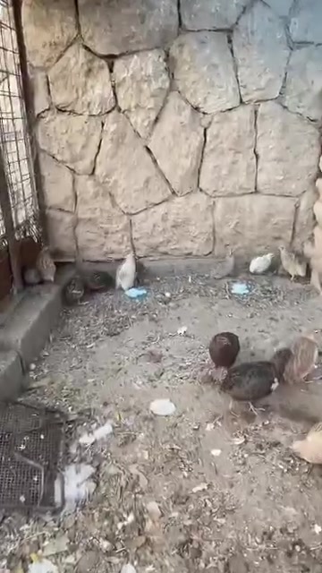 سمان • ١٥ • السد