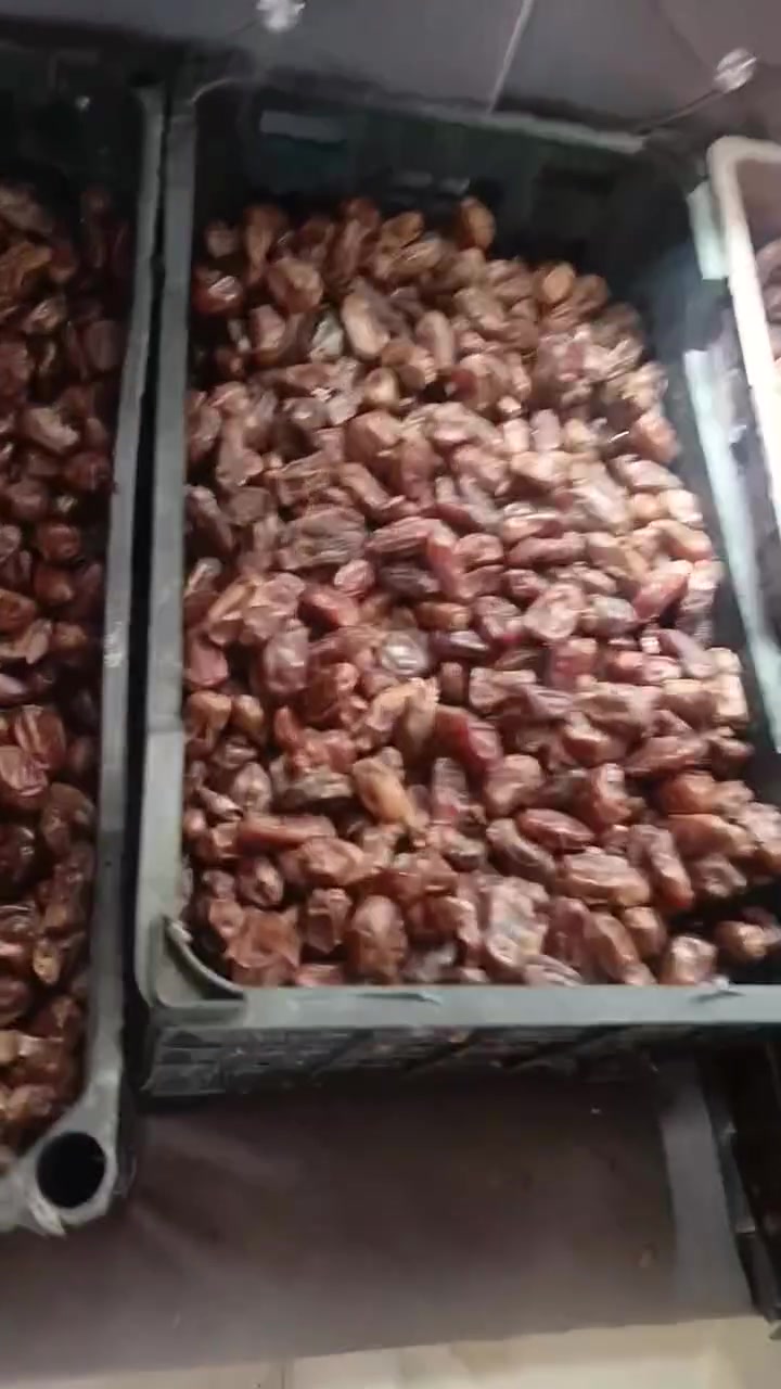 تمر • بلگه • ١٠٠كيلو