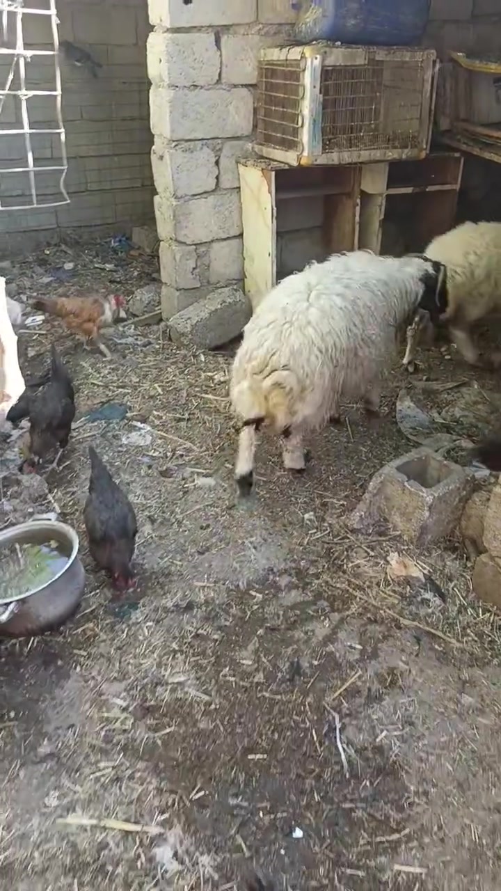 زوج طليان • تكريت • حماد شهاب