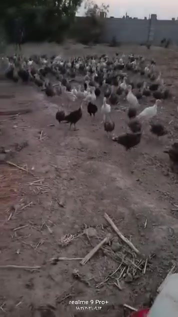 بسم الله الرحمن الرحيم
متوفر افراخ افسيفس لابرونزي لامريكي شرط لاصلي استيراد تركيا 🇹🇷🇹🇷

الحلال ملقح كامل
نيوكاسل وايبي

متوفر عمر 55يوم.... الوزن الواحد 500..700 فوك 

الحلال صحه ونشاط خير من الله
////الحجز /////واتساب ///// علي الرقم /////***********///////هاي الوجبه....... سعر الجوز22.  واذا جمله بي مجال
