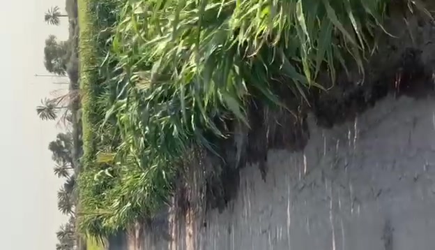 السلام عليكم 40 دونم طابو مشاع شارع الزوار وجه شارع عام يربط بين صويره كوت الواجهه 115 م.    ماء سقي من دجله مباشر كهرباء داخل الرض تجي اشوف بعينك مو حجي سعر الدونم 20 مليون وبيهه مجال.    اخي المحترم لارض تجاريه اذا ما متمكمن وشوف روحك متر لاتعب نفسك وتعبنه  لن لارض تجاريه موقع كلش ممتاز.   الصويره شارع الزوار قرب شركه النسيج للنخيل البرحي.    للستفسار التصال *********** وتساب

