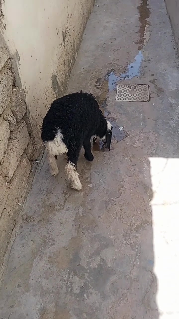 يوجد فطيمه البيع المكان بيجي حي العصري رقم الهاتف ***********
