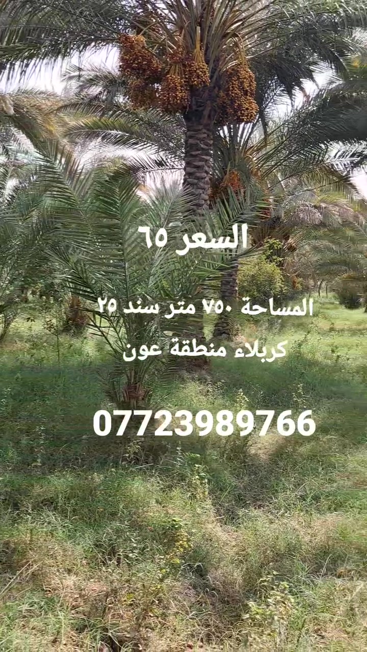 كربلاء منطقة عون • ٧٥٠م • سند ٢٥