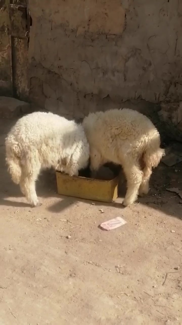 طليان • شهادة صحة • دوانيه الشاميه