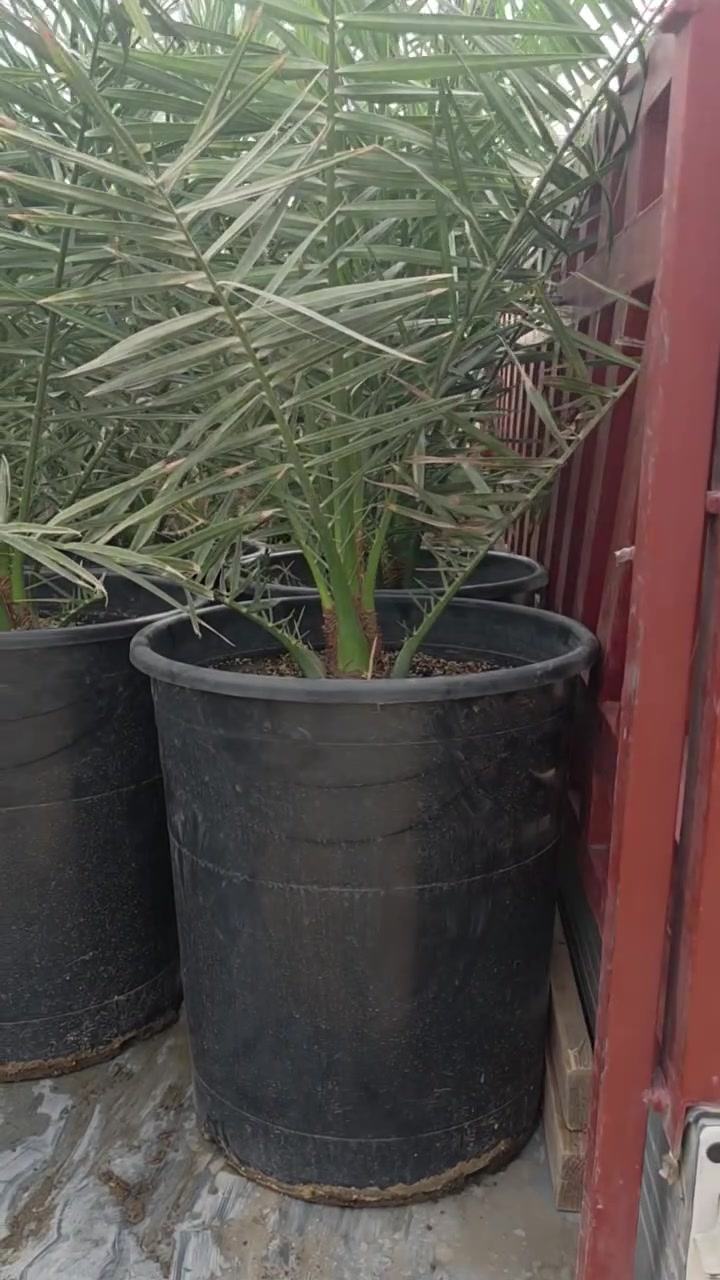 نخيل برحي • نخيل بريم • الديوانية