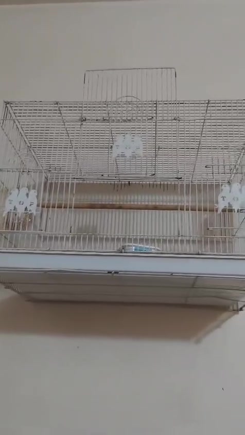 قفاصه حجم جبير ثنين واحد بيه خانه كلش نضيفات سعر خاص مكان كربلاء حي الوفاء
***********
