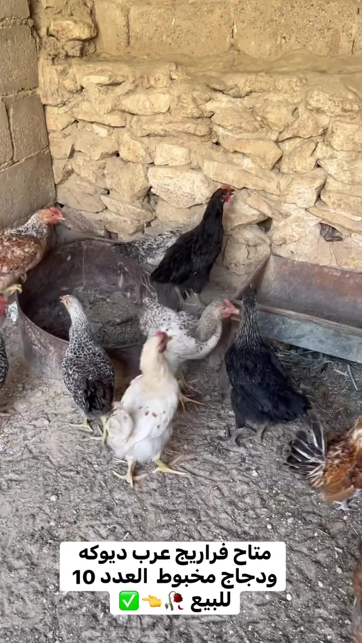 بسم الله ماشاءالله 
متاح فراريج عرب حلوات بيهن ديوكه  العدد الكلي 10 للبيع الشراي يجي خاص مكاني حديثه حي الثمانيه أو الاتصال على الرقم ***********
