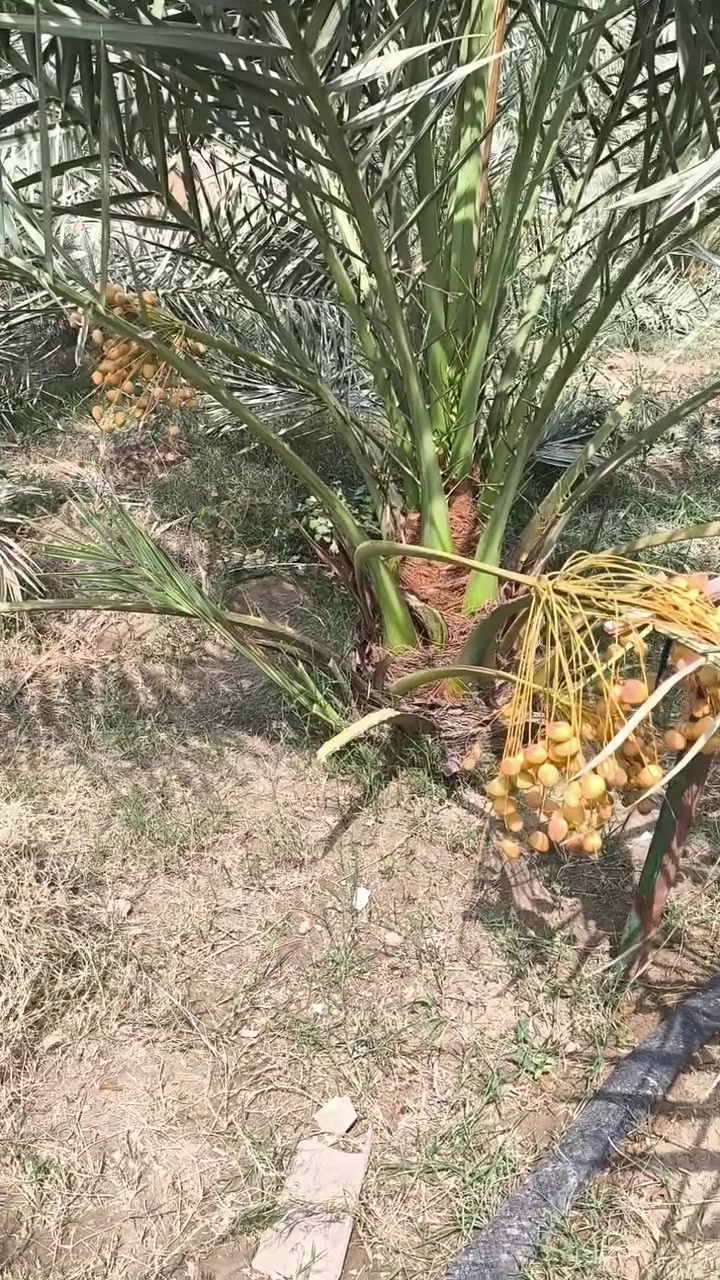 نخل برحي عدد 2 
بيهم انتاج للبيع 
ابو صخير خلف تربيه المناذره 
***********
