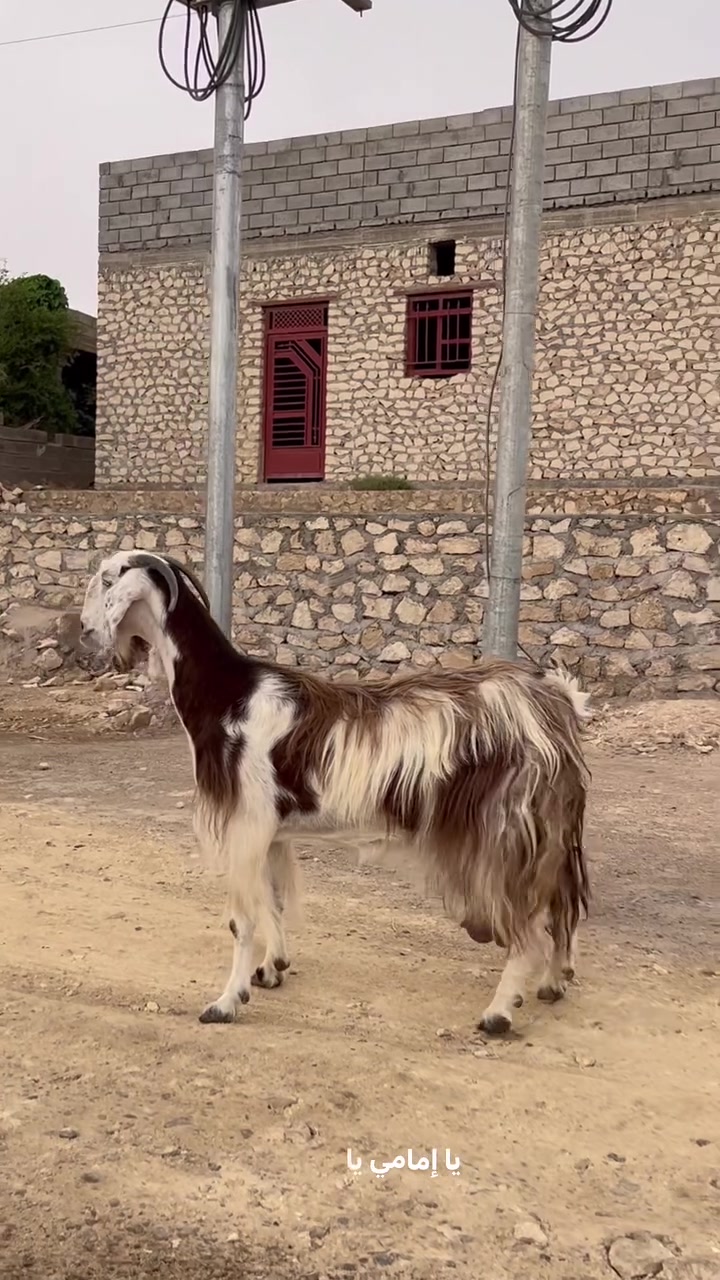 عنز شامية • حليب فول • حي العسكري