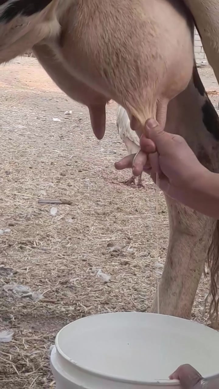 يا الله صلي عل حبيب محمد دابه رقم واحد مالت جناي
 مال عايله فريزيه درجه والى رقم واحد وراها بجر تلقيح اصل وبيها حليب🥛ودسامه خير من الله تحلب وكتين 15 كيلوو مشروطه على كل عيب السعر 2750 مالت بيت المكان بابل ناحيه الشوملي اللاستفسار ***********.. ***********
