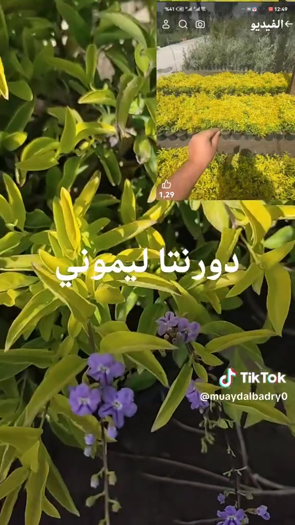 �✨ حوّل مساحتك إلى لوحة من الجمال مع مشتل ومنحل كاردينيا ✨🌿
إذا كنت تبحث عن لمسة فخامة وأناقة لحديقتك، فنحن في مشتل ومنحل كاردينيا نقدم لكم كل ما يلزم لتحويل أي مساحة إلى مكان ينبض بالحياة والجمال.

نحن لا نزرع أشجاراً فقط… بل نصنع مساحات تمنح الراحة والجمال وتترك انطباعاً لا يُنسى. 🌳🌺

📍 زورونا في مشتل ومنحل كاردينيا  
الموقع ديالى بعقوبه التحرير مقابل بيت كمبش والفرع الثاني بكاطون الرحمه للاستفسار الاتصال على الرقم ***********

