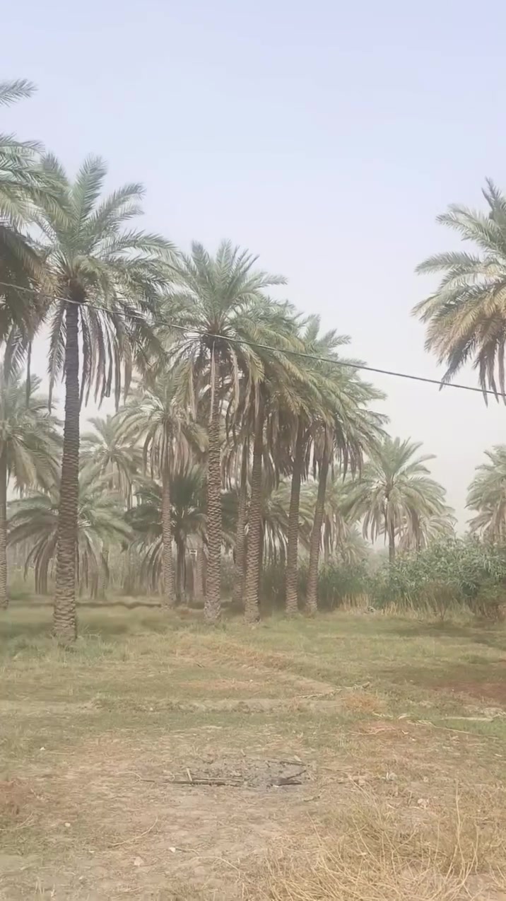 كربلاء الحسينيه • ١٥٥٠م • طابو زراعي