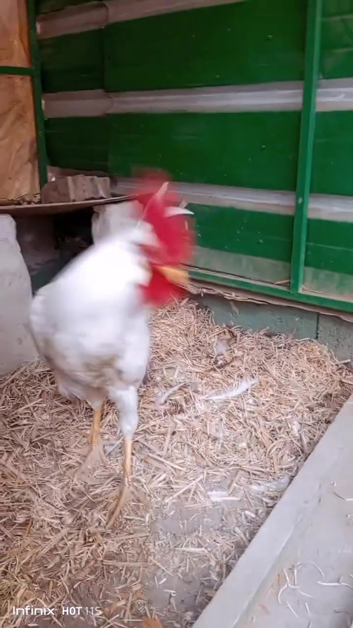 ديك • دجاجة • سبع البور الضباط