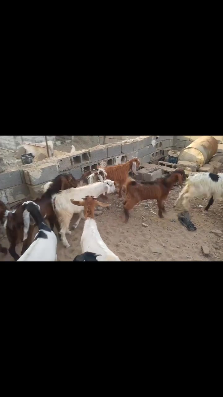 عدد١٤ • فحله • طوز