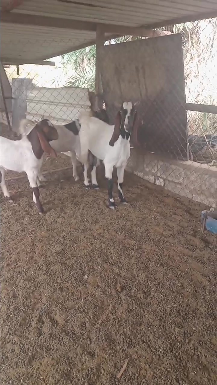 بغداد الدورة • عرب جبور