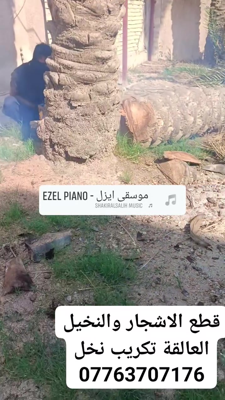 قطع الاشجار • نخل عالقة • تكريب نخل