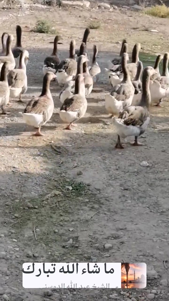 قاز شامي • ناحية العياضيه